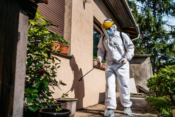 Best Wasp Removal Services  in East Bernard, TX