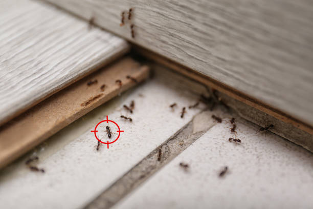 Best Pest Control Treatment  in East Bernard, TX